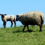 2505F 017 Pburg-Duemmer